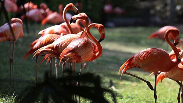 Flamingo, Bird, Greater flamingo, Water bird, Beak, Wildlife, Organism, Plant, Zoo, 
