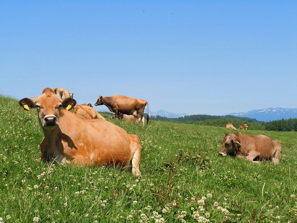 Pasture, Bovine, Grazing, Grassland, Herd, Dairy cow, Meadow, Livestock, Grass, Farm, 