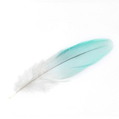 Feather, Quill, Turquoise, Teal, Wing, Writing implement, Pen, Fashion accessory, Natural material, Turquoise, 