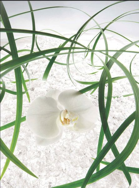 Petal, Flower, giant white arum lily, Botany, Arum, Flowering plant, Terrestrial plant, Alismatales, Artificial flower, Plant stem, 