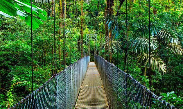 Canopy walkway, Bridge, Vegetation, Suspension bridge, Nature reserve, Jungle, Natural environment, Rope bridge, Rainforest, Inca rope bridge, 