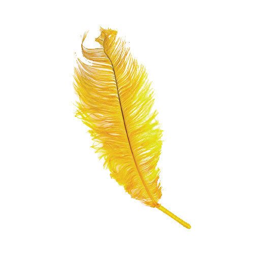 Feather, Yellow, Quill, Leaf, Writing implement, Pen, Plant, Fashion accessory, 