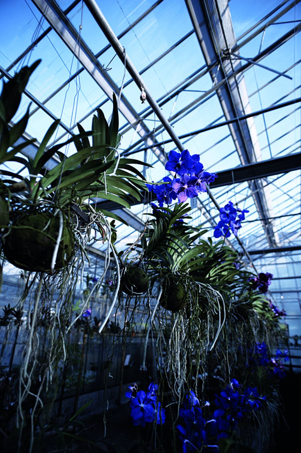 Blue, Flower, Majorelle blue, Plant, Botany, Greenhouse, Glass, Dendrobium, Architecture, Electric blue, 