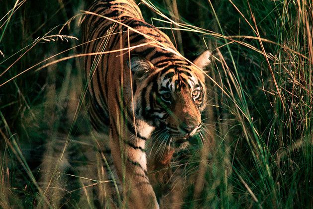 Wildlife, Bengal tiger, Terrestrial animal, Tiger, Felidae, Grass, Big cats, Whiskers, Carnivore, Grass family, 