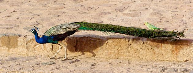 Peafowl, Galliformes, Phasianidae, Bird, Feather, Adaptation, Tail, Beak, 