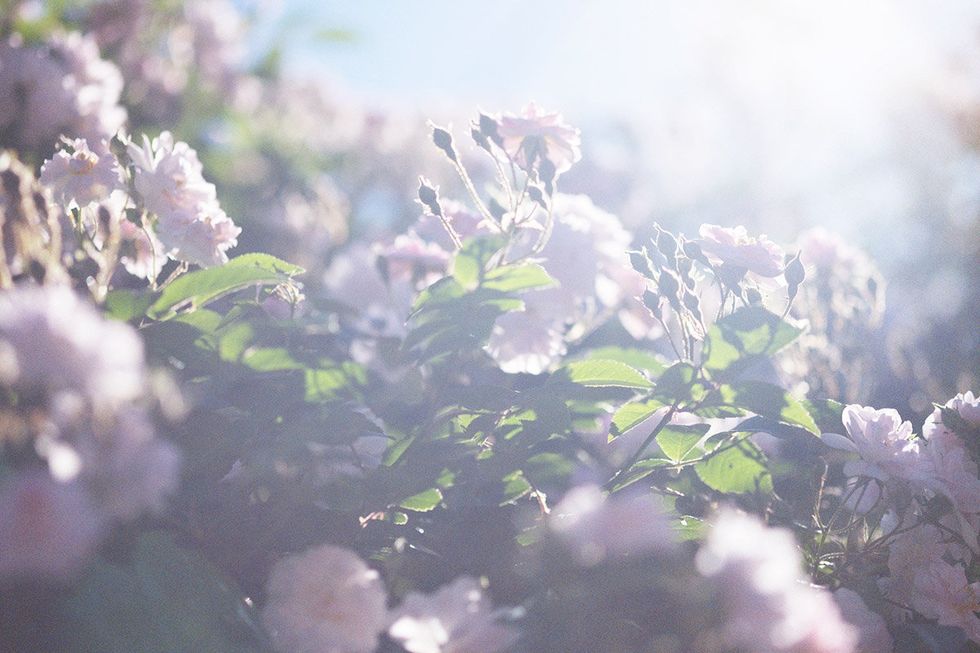 Lilac, Flower, Light, Lavender, Leaf, Plant, Sunlight, Spring, Grass, Lilac, 