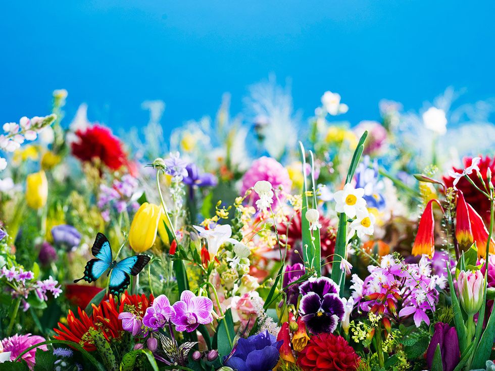 Blue, Petal, Flower, Purple, Colorfulness, Flowering plant, Wildflower, Floristry, Garden, Spring, 