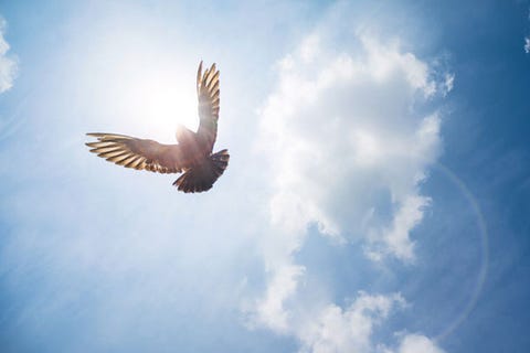 羽ばたく鳥 羽ばたく鳥