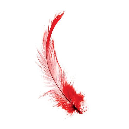 Feather, Quill, Red, Fashion accessory, Writing implement, Pen, Wing, Natural material, Tail, 