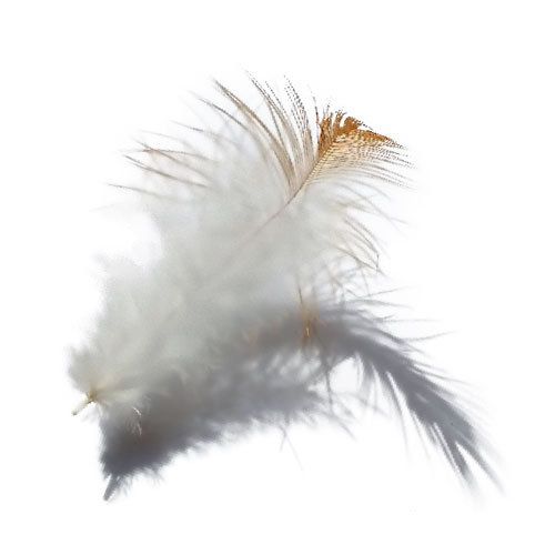 Feather, Fashion accessory, Fur, Tail, 