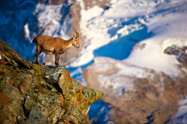 Goats, Wildlife, Mountain goat, Rock, Goat, Chamois, Mountain, Organism, Fawn, Cow-goat family, 