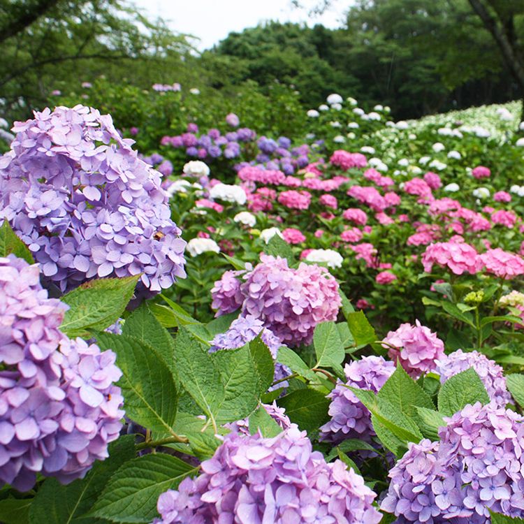 雨でも出かけたい！ 都内近郊、麗しのあじさいスポット8選｜ハーパーズ 