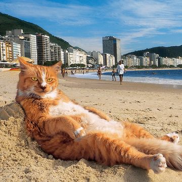 Cat, Sand, Sky, Felidae, Daytime, Beach, Small to medium-sized cats, Aegean cat, Whiskers, Sea, 