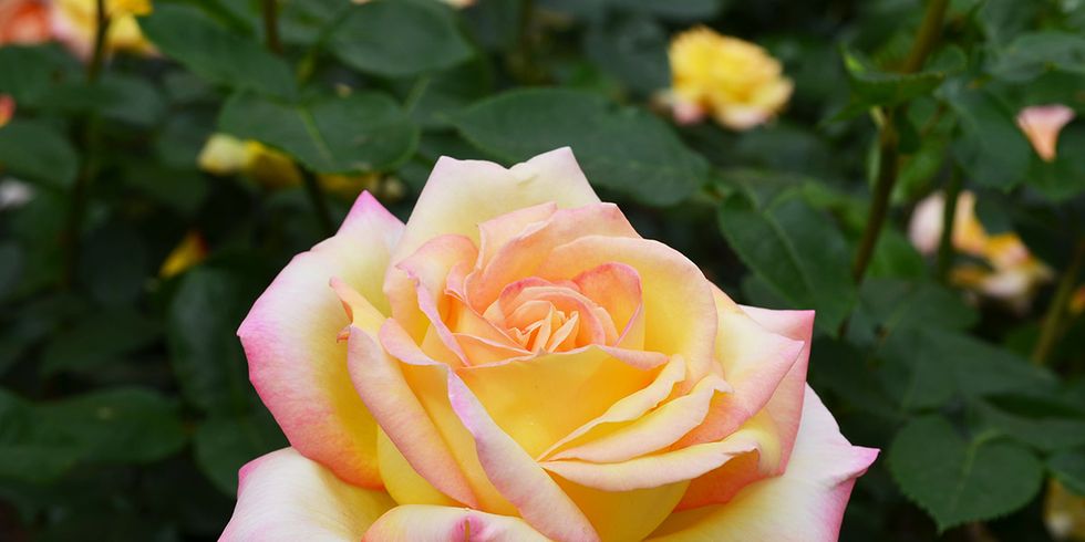 Flower, Rose, Flowering plant, Julia child rose, Garden roses, Petal, Floribunda, Rose family, Pink, Hybrid tea rose, 