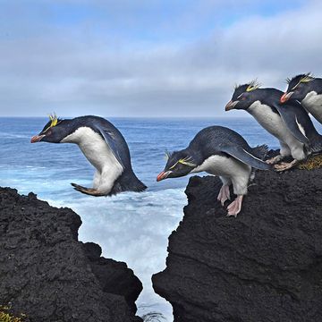 Bird, Vertebrate, Flightless bird, Penguin, Beak, Snares penguin, adÃ©lie penguin, Water bird, Gentoo penguin, Seabird, 
