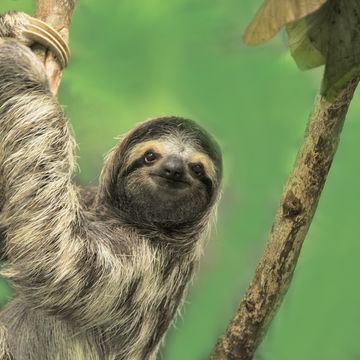 Vertebrate, Three-toed sloth, Sloth, Mammal, Two-toed sloth, Terrestrial animal, Wildlife, Organism, Adaptation, Plant, 
