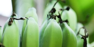 Green, Banana family, Banana, Plant, Leaf, Close-up, Botany, Macro photography, Flower, Nepenthes, 