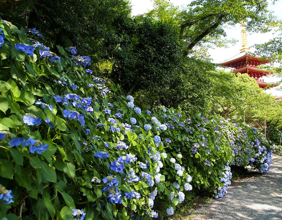 Flower, Flowering plant, Plant, Blue, Botany, Shrub, Morning glory, Garden, Hydrangea, Morning glory family, 