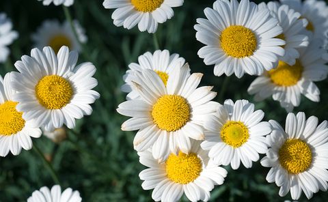 Flower, Flowering plant, Oxeye daisy, mayweed, Marguerite daisy, Daisy, Chamaemelum nobile, Petal, chamomile, Plant, 