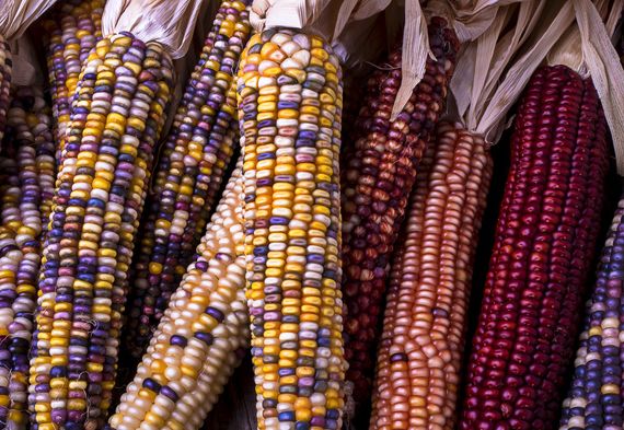 Corn kernels, Corn, Food, Ingredient, Produce, Natural foods, Amber, Whole food, Purple, Vegan nutrition, 