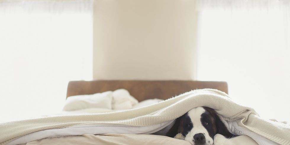Bed sheet, Bedding, Room, Furniture, Comfort, Bed, Bedroom, Linens, Canidae, Companion dog, 