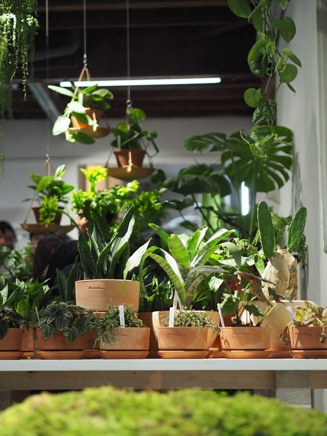 Houseplant, Flowerpot, Plant, Flower, Botany, Herb, Room, Nepenthes, Garden, Interior design, 