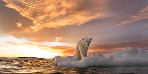 Polar bear, Nature, Sky, Bear, Ocean, Arctic, Ice, Sea ice, Wave, Wildlife, 
