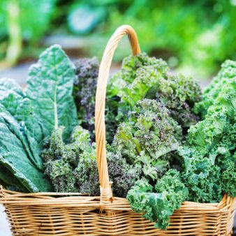 Leaf vegetable, Vegetable, Cruciferous vegetables, Food, Spring greens, Plant, Superfood, Kale, Broccoli, Lacinato kale, 