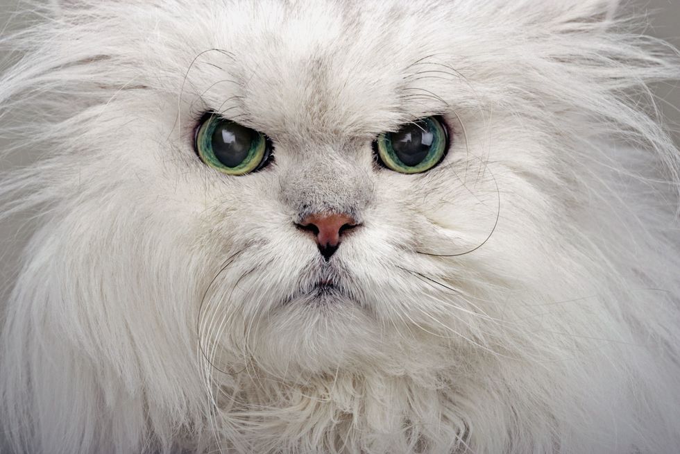 Cat, Mammal, Vertebrate, Whiskers, Small to medium-sized cats, Felidae, White, Domestic long-haired cat, Persian, Eye, 