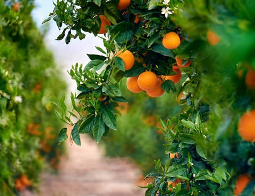 Fruit tree, Orange, Citrus, Mandarin orange, Tree, Fruit, Plant, Tangerine, Clementine, Orange, 