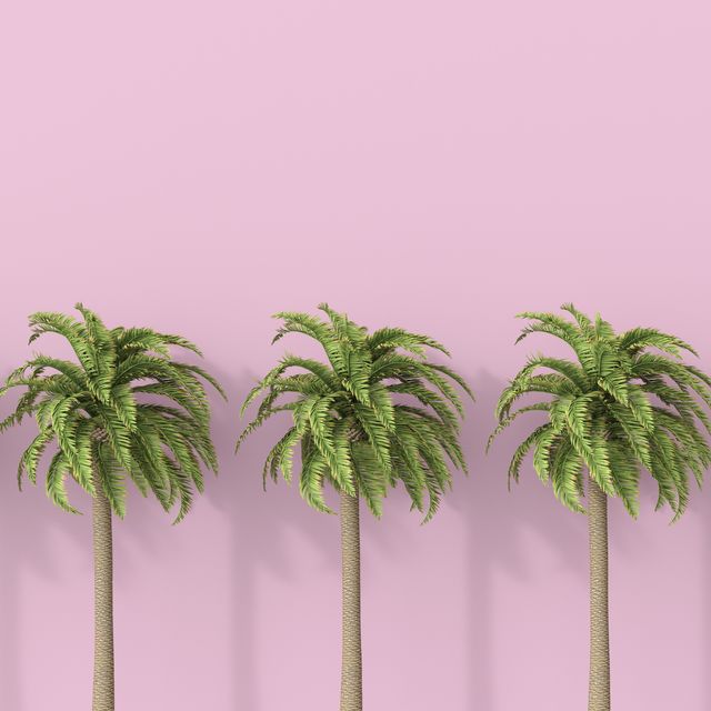 Green, Plant, Tree, Pink, Palm tree, Purple, Leaf, Grass, Grass family, Arecales, 