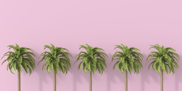 Green, Plant, Tree, Pink, Palm tree, Purple, Leaf, Grass, Grass family, Arecales, 