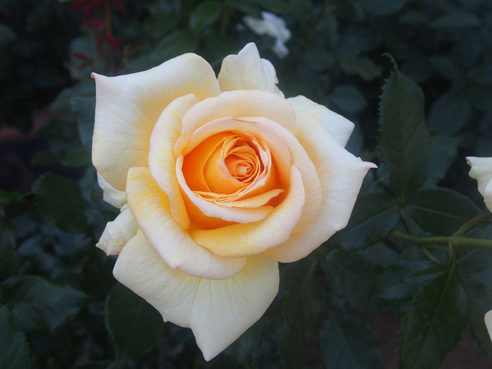 Flower, Rose, Garden roses, Flowering plant, Julia child rose, White, Petal, Floribunda, Rose family, Hybrid tea rose, 