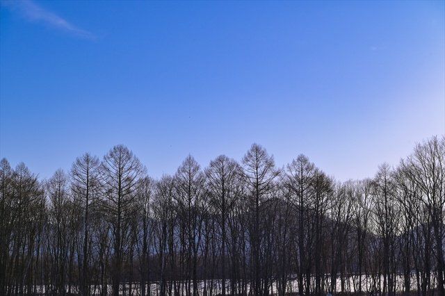 Sky, Tree, Natural landscape, Cloud, Natural environment, Daytime, Atmospheric phenomenon, Wilderness, Winter, Woody plant, 