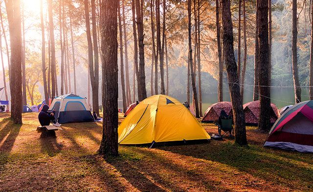 Tent, Camping, Tree, Woodland, Natural environment, Light, Morning, Yellow, Forest, Wilderness, 