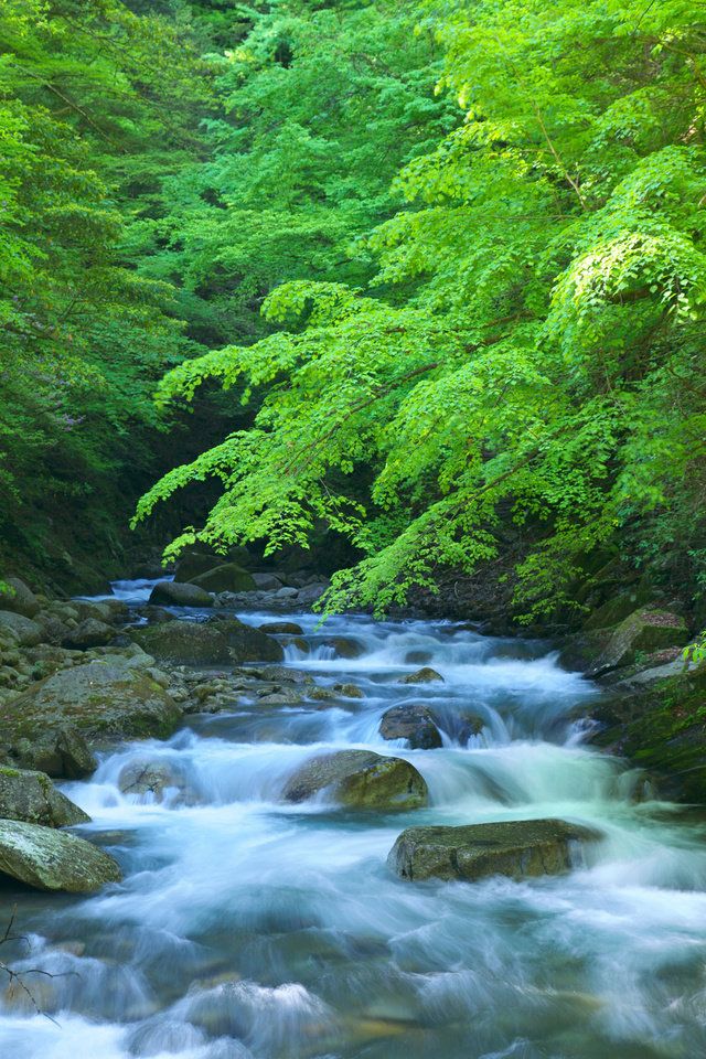 Stream, Body of water, Water resources, Nature, Natural landscape, Watercourse, Water, River, Vegetation, Riparian zone, 