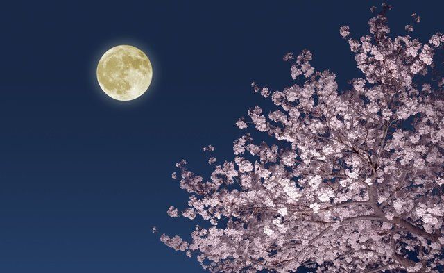 Sky, Moon, Blossom, Flower, Celestial event, Cherry blossom, Astronomical object, Tree, Daytime, Night, 