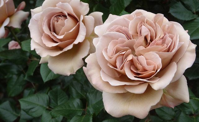 Flower, Garden roses, Flowering plant, Julia child rose, Rose, Petal, Floribunda, Pink, Rose family, Plant, 