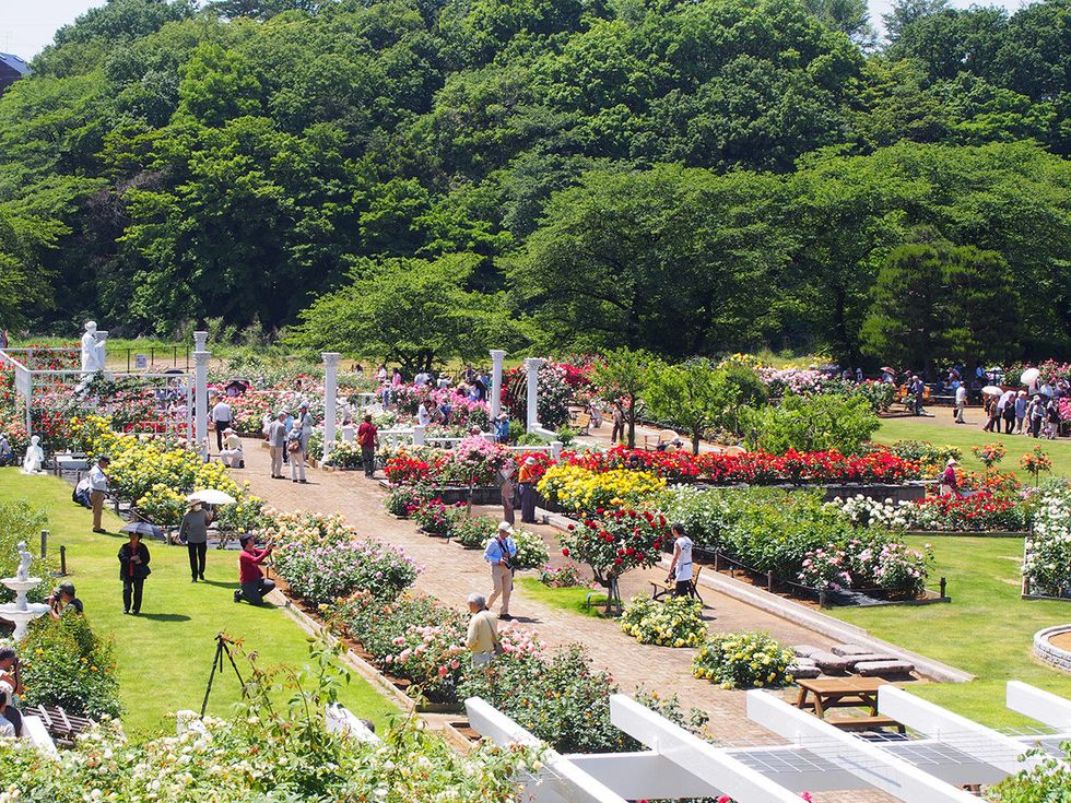 Garden, Botanical garden, Botany, Tree, Hill station, Crowd, Plant, Flower, Landscape, Tourism, 