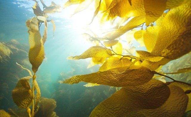 Seaweed, Macrocystis pyrifera, Macrocystis, Kelp, Yellow, Underwater, Algae, Organism, Sunlight, Marine biology, 