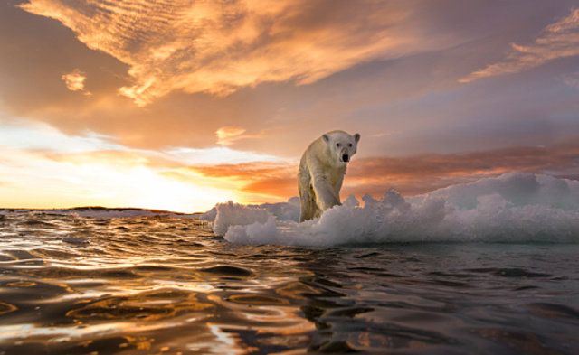 Polar bear, Nature, Bear, Sky, Ocean, Arctic, Ice, Sea ice, Wave, Sea, 