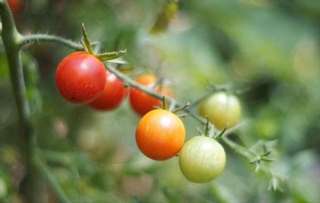 Plant, Fruit, Solanum, Flowering plant, Plum tomato, Tomato, Flower, Food, Cherry Tomatoes, Bush tomato, 