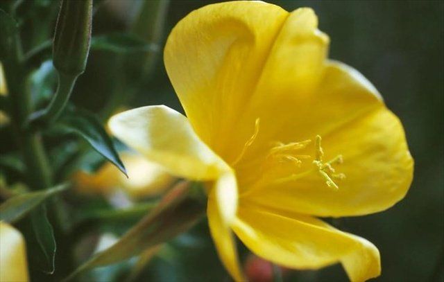 Petal, Yellow, Flower, Botany, Flowering plant, Herbaceous plant, Close-up, Pedicel, Wildflower, Evening primrose family, 