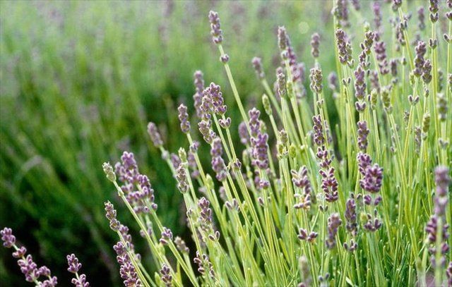 Flowering plant, Flower, Lavender, Plant, Lavandula dentata, English lavender, Lavender, Grass family, French lavender, Grass, 