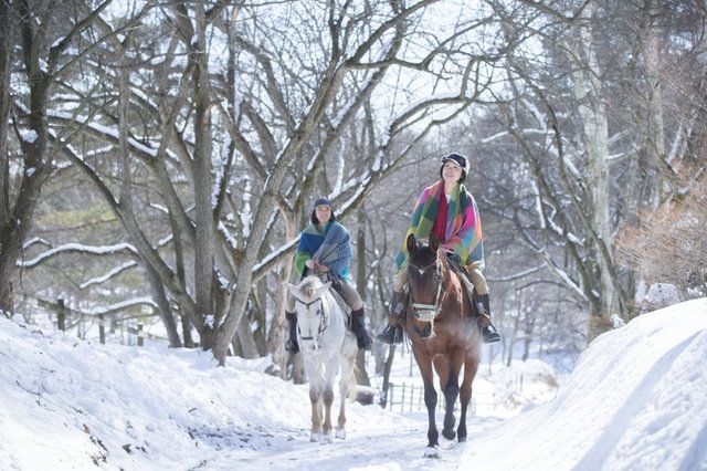 Snow, Winter, Recreation, Tree, Horse, Animal sports, 