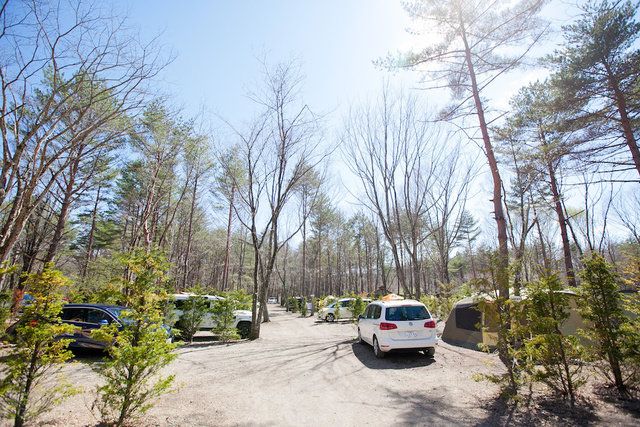 Tree, Natural environment, Sky, Wilderness, Vehicle, Road, Spring, Car, Plant, Woody plant, 