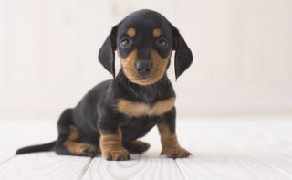 職場のあなたを支える カワイイ動物の写真が与える影響