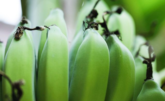 Green, Plant, Banana family, Banana, Leaf, Close-up, Botany, Flower, Macro photography, Nepenthes, 
