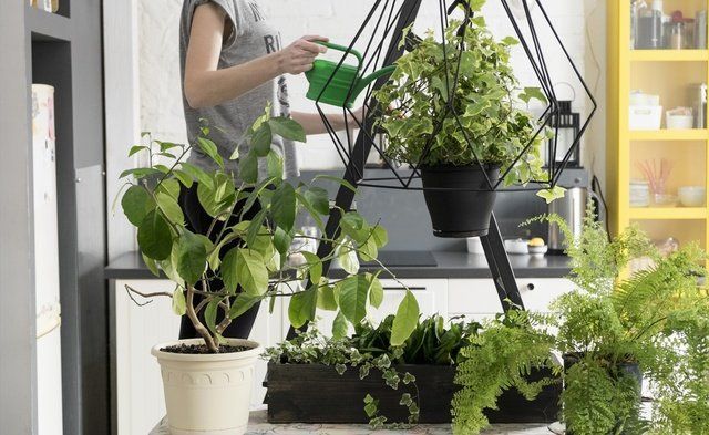 Flowerpot, Plant, Flower, Houseplant, Herb, Vegetable, Window, geranium, Vascular plant, Garden, 