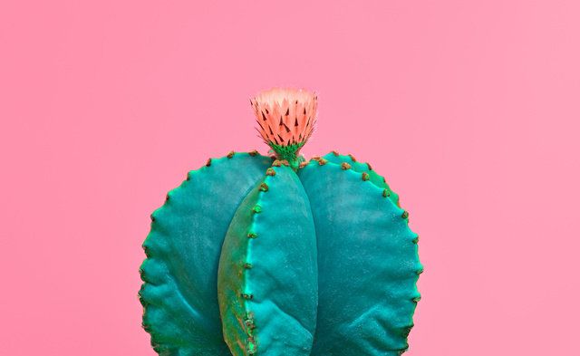 Green, Pink, Blue, Turquoise, Leaf, Turquoise, Magenta, Plant, Fashion accessory, Still life photography, 